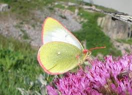 Attēlu rezultāti vaicājumam “Colias palaeno male”