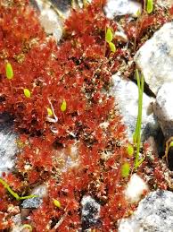 Attēlu rezultāti vaicājumam “Bryum pallens”