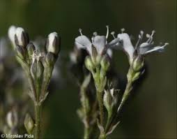 Attēlu rezultāti vaicājumam “Gypsophila fastigiata flower”