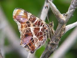 Attēlu rezultāti vaicājumam “Araschnia levana upperside”