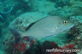 Image result for Haemulon aurolineatum