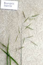 Attēlu rezultāti vaicājumam “Bromopsis inermis”