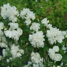 Attēlu rezultāti vaicājumam “Philadelphus coronarius”