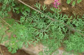 Attēlu rezultāti vaicājumam “Fumaria officinalis leaf”