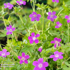 Attēlu rezultāti vaicājumam “Geranium palustre flower”