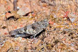 Attēlu rezultāti vaicājumam “Oedipoda caerulescens”