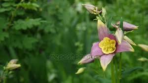 Attēlu rezultāti vaicājumam “Aquilegia vulgaris bud”
