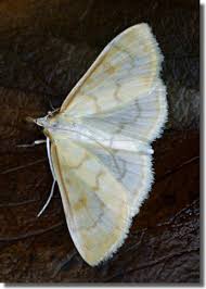 Attēlu rezultāti vaicājumam “Paratalanta hyalinalis”