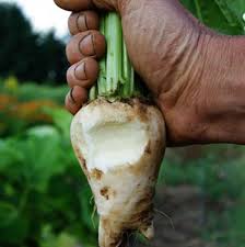 Image result for Beta vulgaris