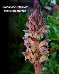 Attēlu rezultāti vaicājumam “Orobanche reticulata flower”