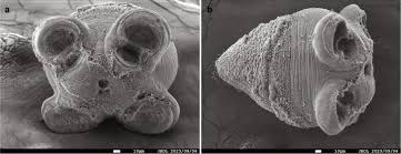 Attēlu rezultāti vaicājumam “Enteridium liceoides macro”
