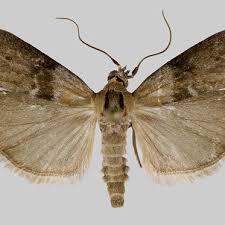 Attēlu rezultāti vaicājumam “Sciota fumella”