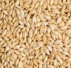 Attēlu rezultāti vaicājumam “Hordeum vulgare”