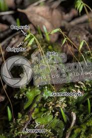 Attēlu rezultāti vaicājumam “Plagiomnium undulatum”