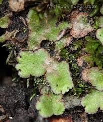 Attēlu rezultāti vaicājumam “Reboulia hemisphaerica”