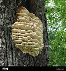 Attēlu rezultāti vaicājumam “Climacodon septentrionalis”