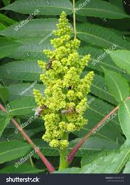 Attēlu rezultāti vaicājumam “Rhus typhina flower”