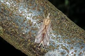Attēlu rezultāti vaicājumam “Pterostoma palpina larva”
