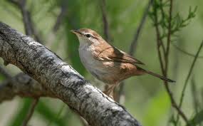 Image result for Cettia cetti