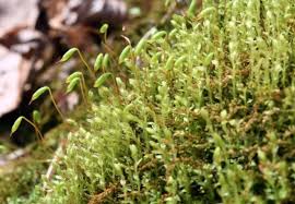 Attēlu rezultāti vaicājumam “Mnium stellare”