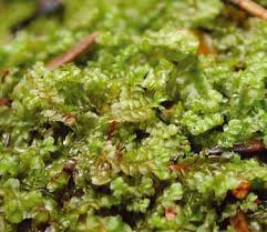 Attēlu rezultāti vaicājumam “Harpanthus flotovianus”