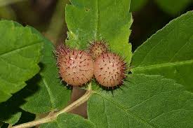 Attēlu rezultāti vaicājumam “Diplolepis bicolor”