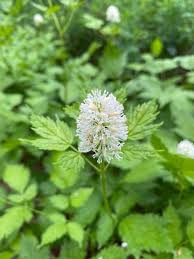 Attēlu rezultāti vaicājumam “Actaea spicata flower”