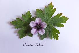 Image result for Geranium `Sandrine`