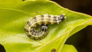 Attēlu rezultāti vaicājumam “Orthosia cruda”