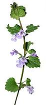 Attēlu rezultāti vaicājumam “Glechoma hederacea leaf”