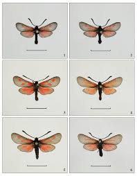 Attēlu rezultāti vaicājumam “Zygaenidae”
