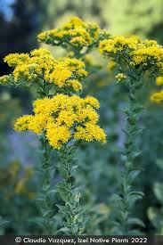 Attēlu rezultāti vaicājumam “Oligonema flavidum”