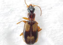 Attēlu rezultāti vaicājumam “Calodromius spilotus”