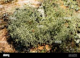 Attēlu rezultāti vaicājumam “Usnea subfloridana”