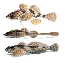 Image result for Myoxocephalus octodecemspinosus