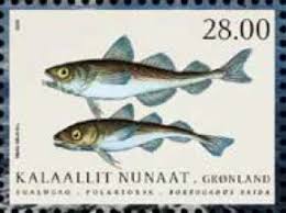 Image result for Boreogadus saida