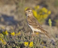 Image result for Calandrella brachydactyla