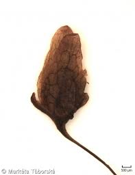 Attēlu rezultāti vaicājumam “Rumex aquaticus bud”