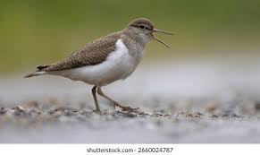 Attēlu rezultāti vaicājumam “Actitis hypoleucos”