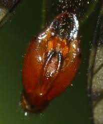 Attēlu rezultāti vaicājumam “Panorpa communis imago”