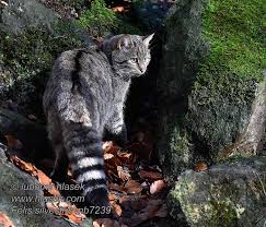 Attēlu rezultāti vaicājumam “Felis silvestris catus juvenile”