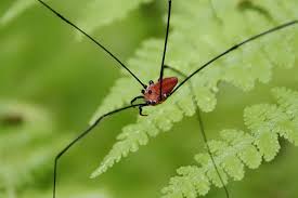 Attēlu rezultāti vaicājumam “Opiliones”