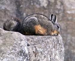 Image result for viscacha