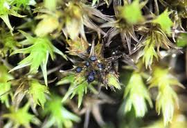 Attēlu rezultāti vaicājumam “Weissia brachycarpa”