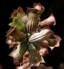 Attēlu rezultāti vaicājumam “Dracocephalum ruyschiana fruit”