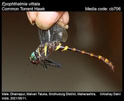 Attēlu rezultāti vaicājumam “Eupteryx vittata”