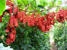 Attēlu rezultāti vaicājumam “Schisandra chinensis”