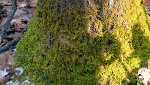 Attēlu rezultāti vaicājumam “Thuidium delicatulum sporophyte”