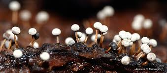 Attēlu rezultāti vaicājumam “Arcyria minuta macro”