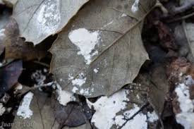 Attēlu rezultāti vaicājumam “Fuligo cinerea”